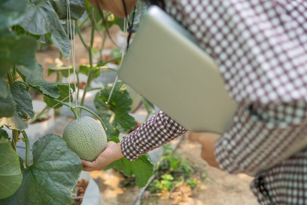 Woman science Assistant, Agricultural Officer. in greenhouse farm research melon 