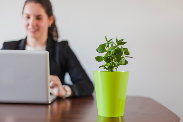 Pothos: The Perfect Plant For Workplace Aesthetics