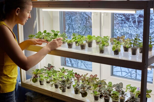 Женщина заботится о ростках на своем окне. небольшой бизнес по выращиванию растений.