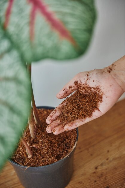 彼女の植物の赤ちゃんの世話をしている女性