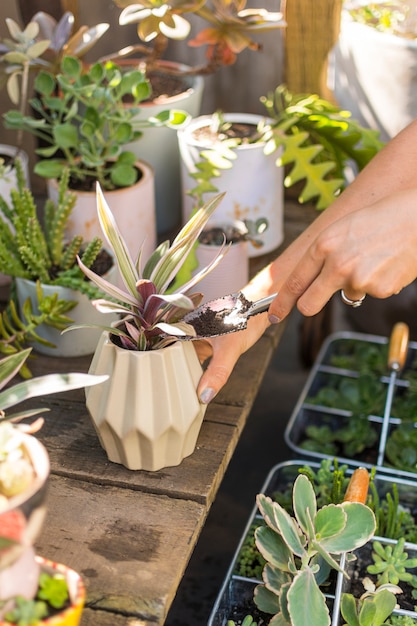 無料写真 自宅で彼女の植物の世話をする女性