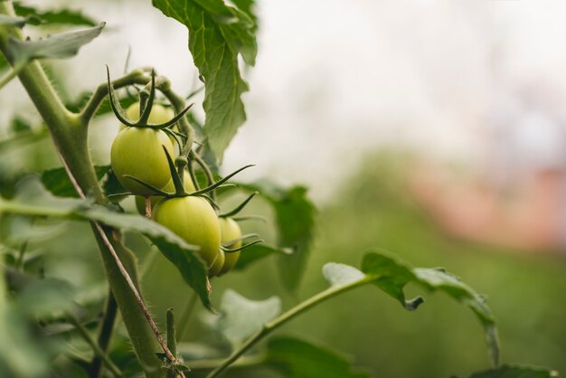 温室の植物の世話をする女性