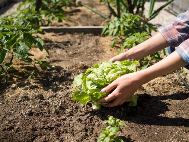 Woman taking a green cabbage from the ground