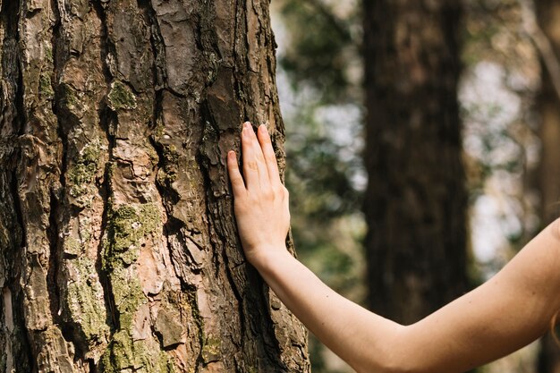 Woman touching tree with hand