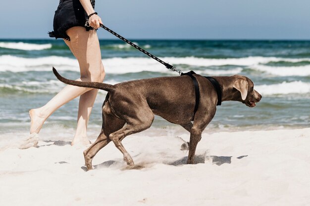 Woman walking her Weimaraner dog at the beach