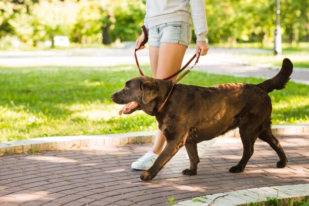 公園の歩道に犬と一緒に歩いている女性