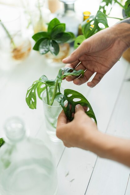 무료 사진 그의 houseplants를 전파하는 여자 물