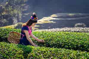 Free photo woman wearing hill tribe dress sitting on the hut in green tea field.