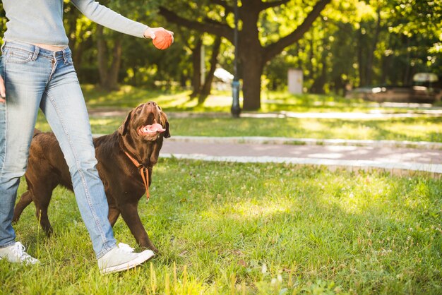 Woman with her dog walking in garden