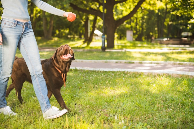 庭で歩く彼女の犬の女性