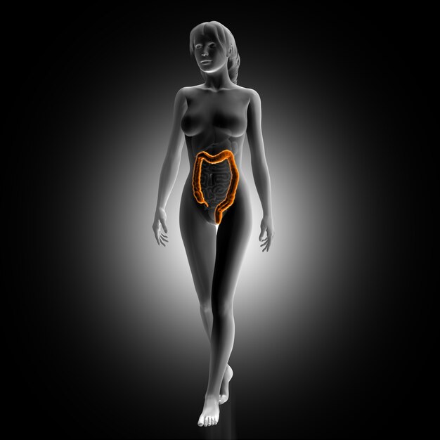 Woman with illuminated large intestine