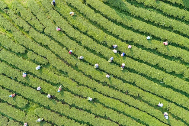 广西农业