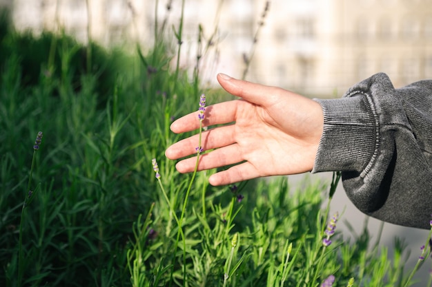 Foto gratuita la mano di una donna tocca un fiore di lavanda da vicino