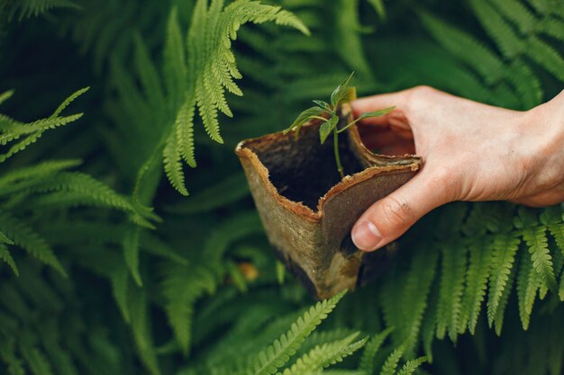 若い女性を植える手袋で手を梨花