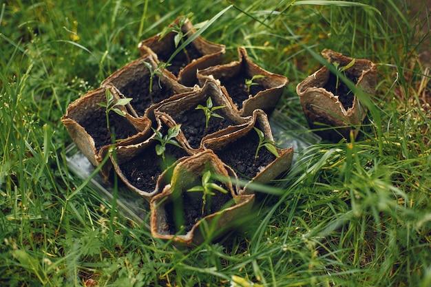 Free photo womans hands in gloves planting young plant