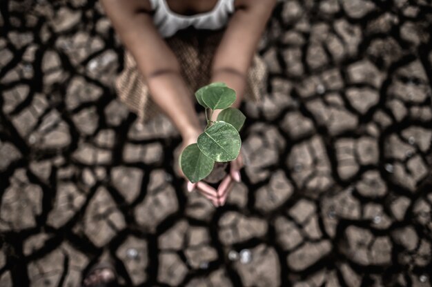 Women are sitting holding seedlings are in dry land in a warming world.