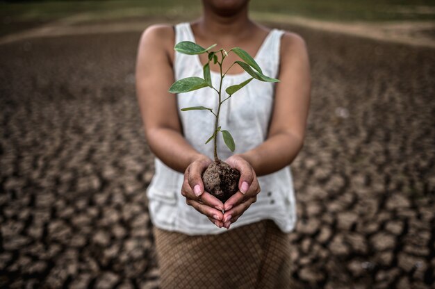 Women are stand holding seedlings are in dry land in a warming world.