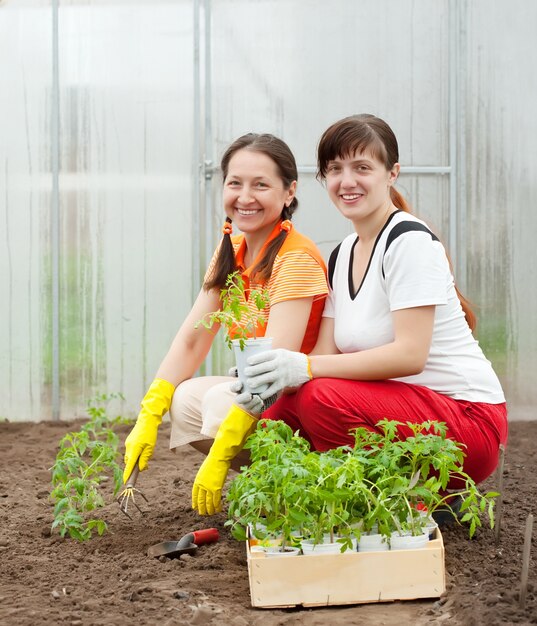 women planting tomato spouts
