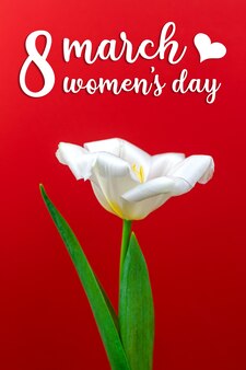 女性の日のグリーティングカードまたはポスター、白い春のチューリップ、マクロ構成、お祝いのテーマの写真と3月8日の赤い背景