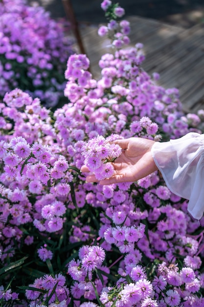 Women's hands touch purple flowers in the fields