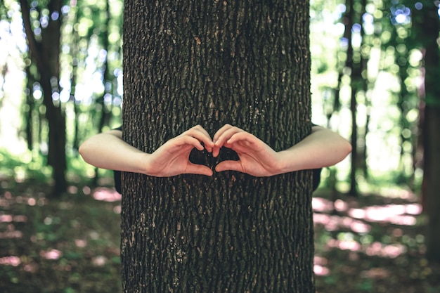 여성의 손은 자연에 대한 숲의 사랑에서 나무를 껴안습니다.