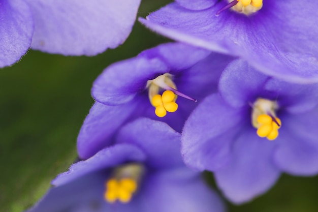 Wonderful exotic purple flowers