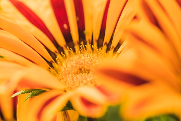 Wonderful exotic yellow flower