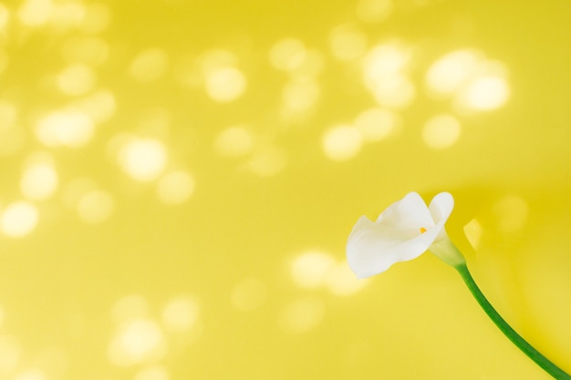 Wonderful fresh white bloom