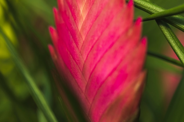 Wonderful pink fresh flower between green leaves