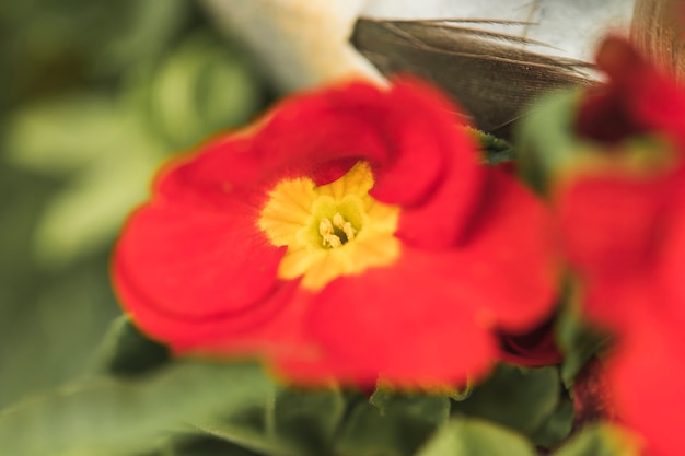 Foto gratuita meraviglioso fiore rosso fresco tra le foglie verdi