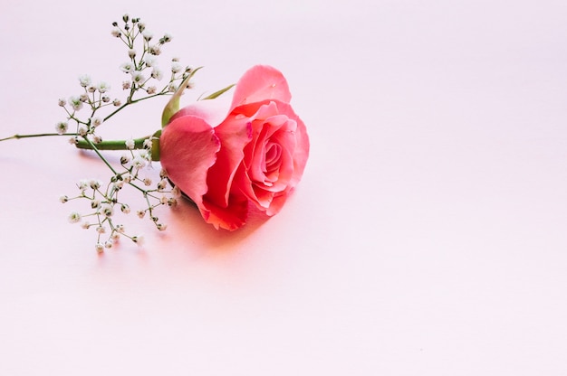 Wonderful rose and blooming twig