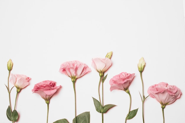 Foto gratuita meravigliosi fiori freschi di rosa