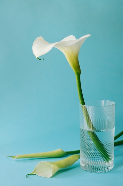 Прекрасный белый цветок в стакане с водой возле цветов