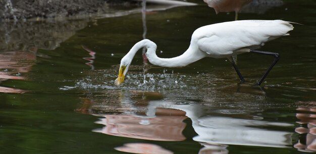 池で昼食をとる素晴らしいホワイトヘロン