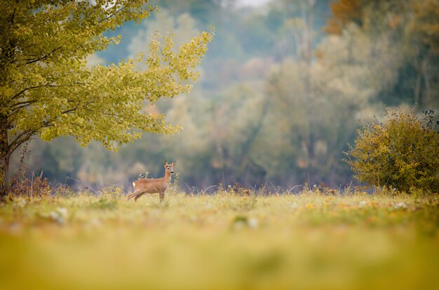 wondering deer standing in a grassy field