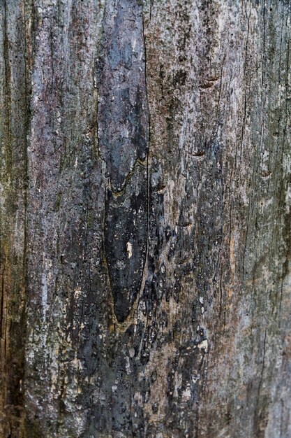 Wood bark with rough appearance