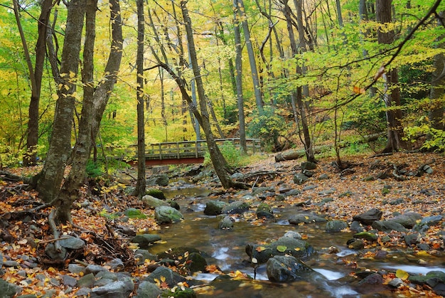Бесплатное фото Деревянный мост с осенним лесом