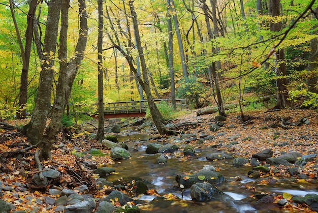 Wood bridge with Autumn forest