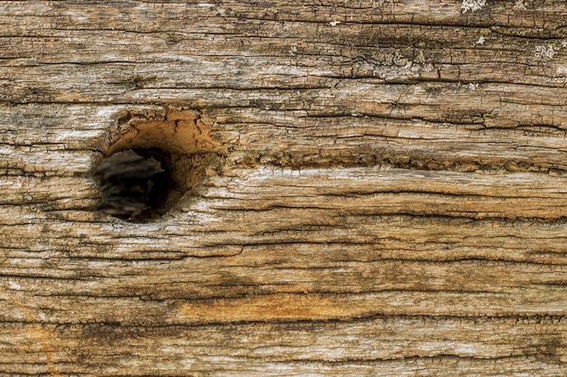 Legno da vicino con un buco