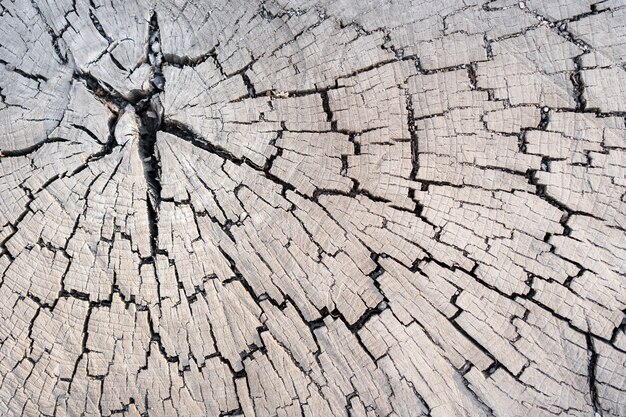 Wood larch texture of cut tree trunk, close-up. Stump wood.