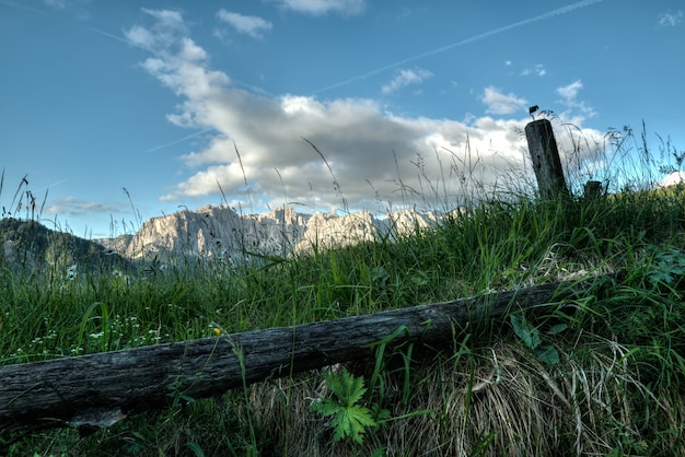 Wood log on grass