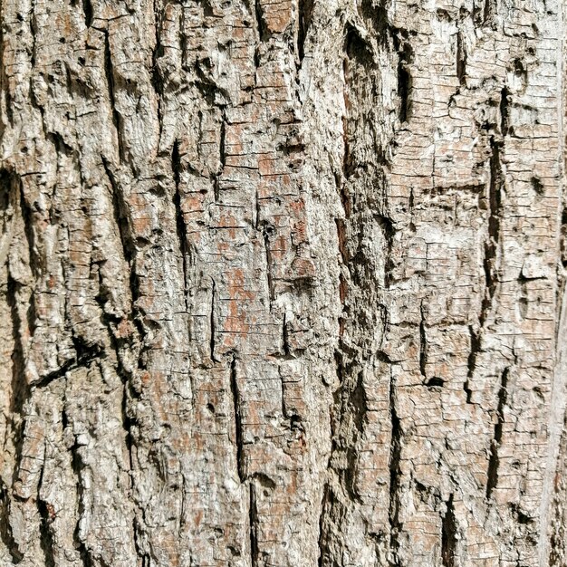 Wood log texture