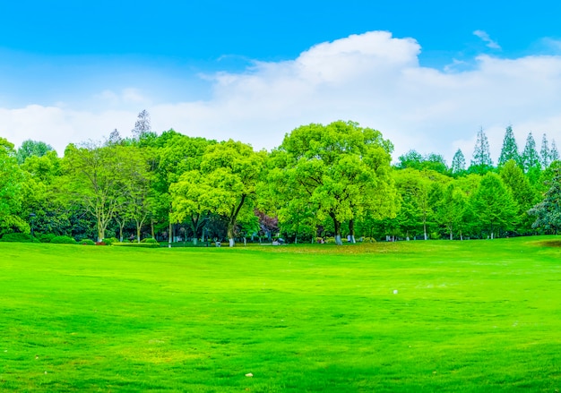 Free photo wood outdoor space green water forest scenery