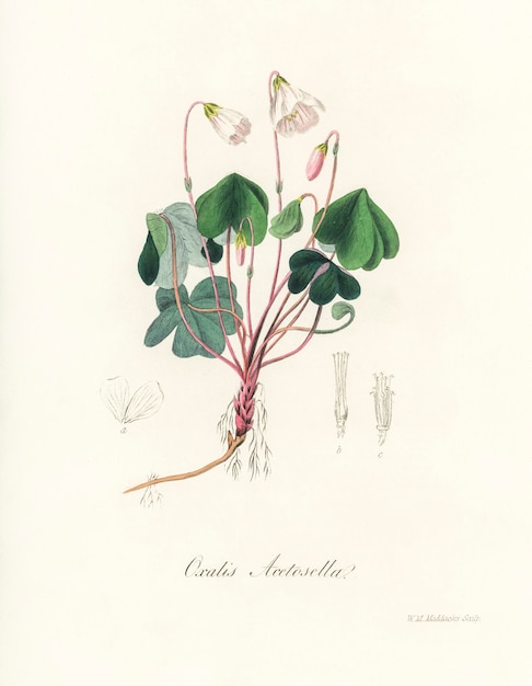 Древесный щавель (Oxalis acetosella) Иллюстрация из медицинской ботаники (1836)