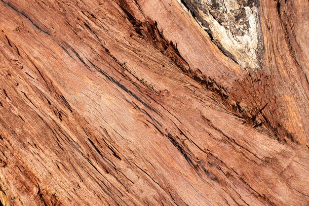 Wood texture with grains