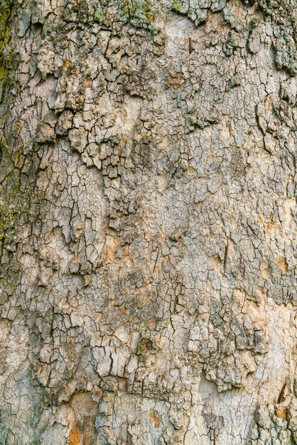 Wood textured with green moss .