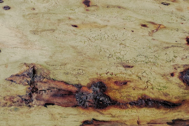 Fondo di legno del primo piano di struttura dell'albero