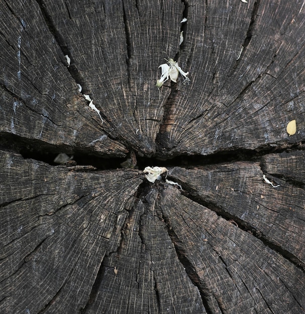 стволовой древесины