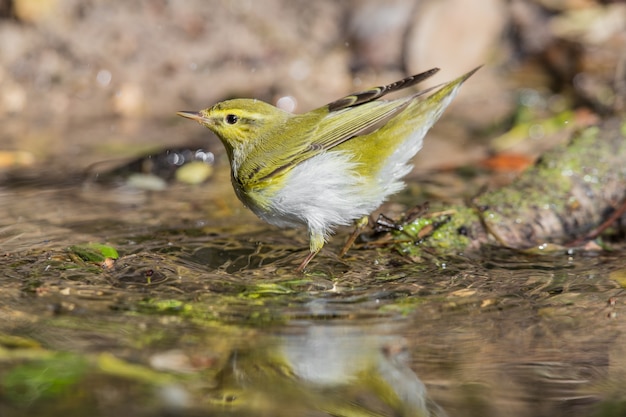 Певчая птица Phylloscopus sibilatrix, Мальта, Средиземноморье