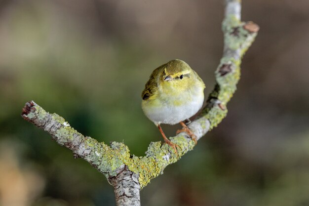 우드 워 블러 Phylloscopus sibilatrix, 몰타, 지중해